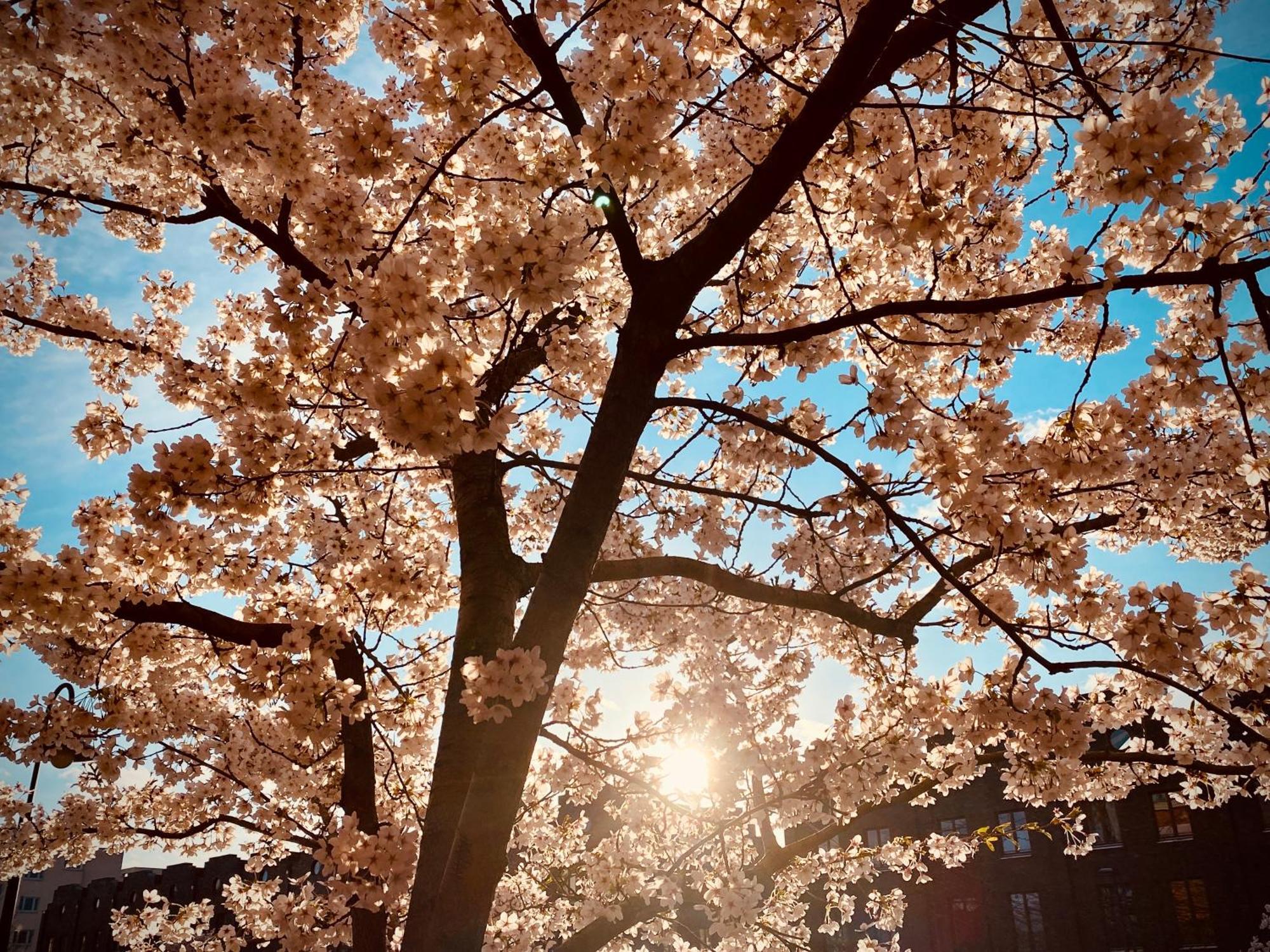 Schoene Aussichten Mitten In Berlin - Il Sole Εξωτερικό φωτογραφία